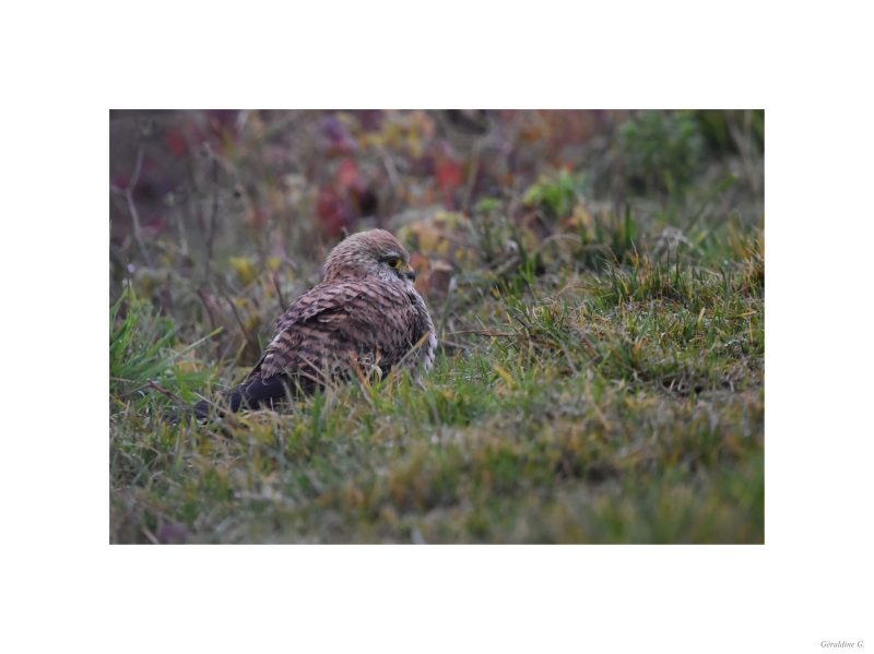 Faucon crécerelle femelle